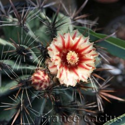 Ferocactus peninsulae var. towsendianus fleur