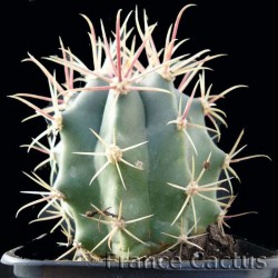 Ferocactus peninsulae var. towsendianus pot de 8