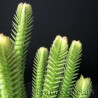 Crassula Lycopodioides détail