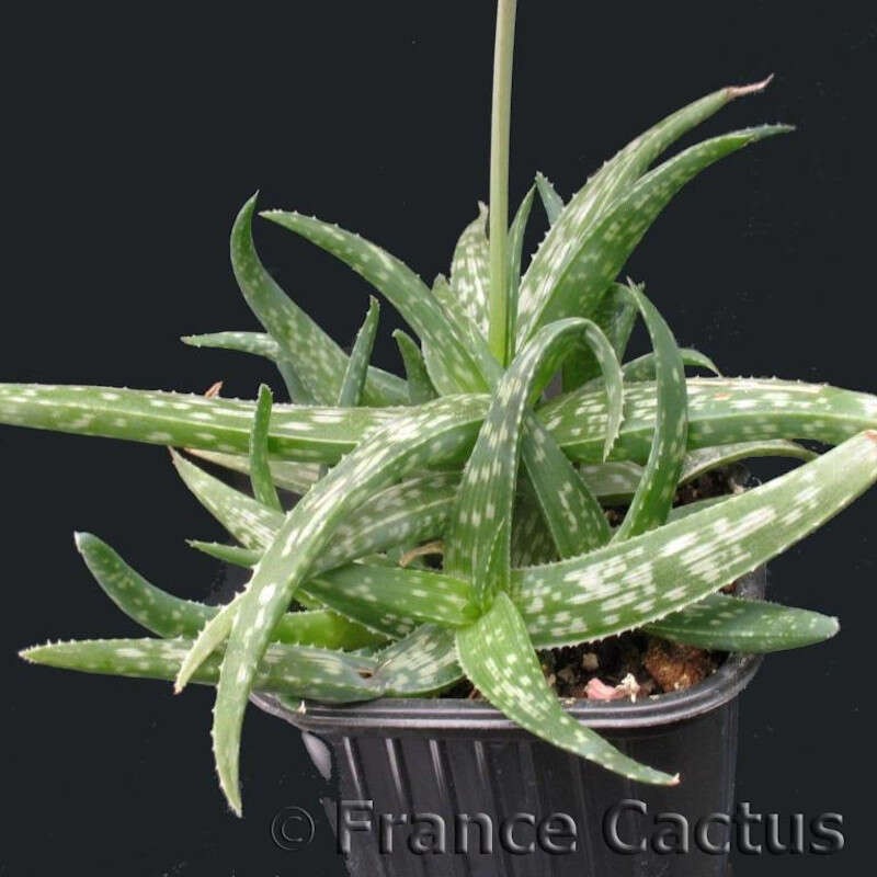 Aloe Rauhii
