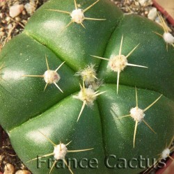 Gymnocalycium horstii détail