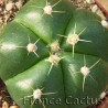 Gymnocalycium horstii détail
