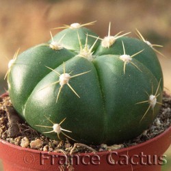 Gymnocalycium horstii