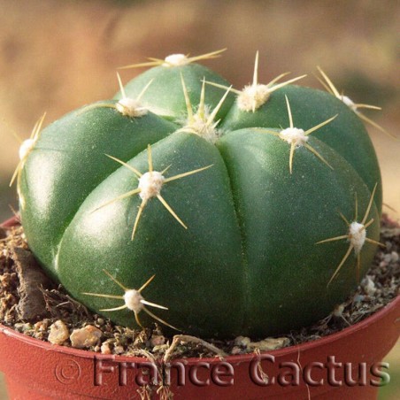 Gymnocalycium horstii