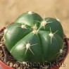 Gymnocalycium horstii 2