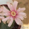 Gymnocalycium horstii fleur détail