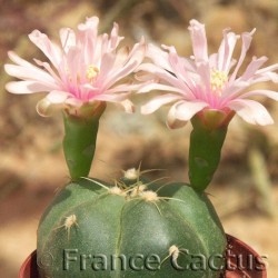 Gymnocalycium horstii fleurs