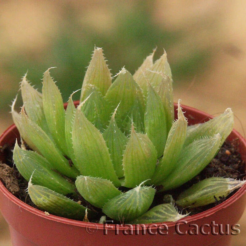 Haworthia cooperi