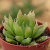 Haworthia cooperi
