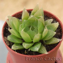 Haworthia cooperi 2