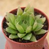 Haworthia cooperi 2