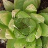 Haworthia cooperi 3