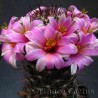 Mammillaria sheldonii 3