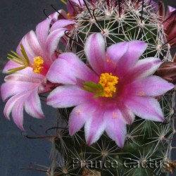 Mammillaria sheldonii 4