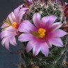 Mammillaria sheldonii 4