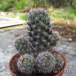 Mammillaria sheldonii