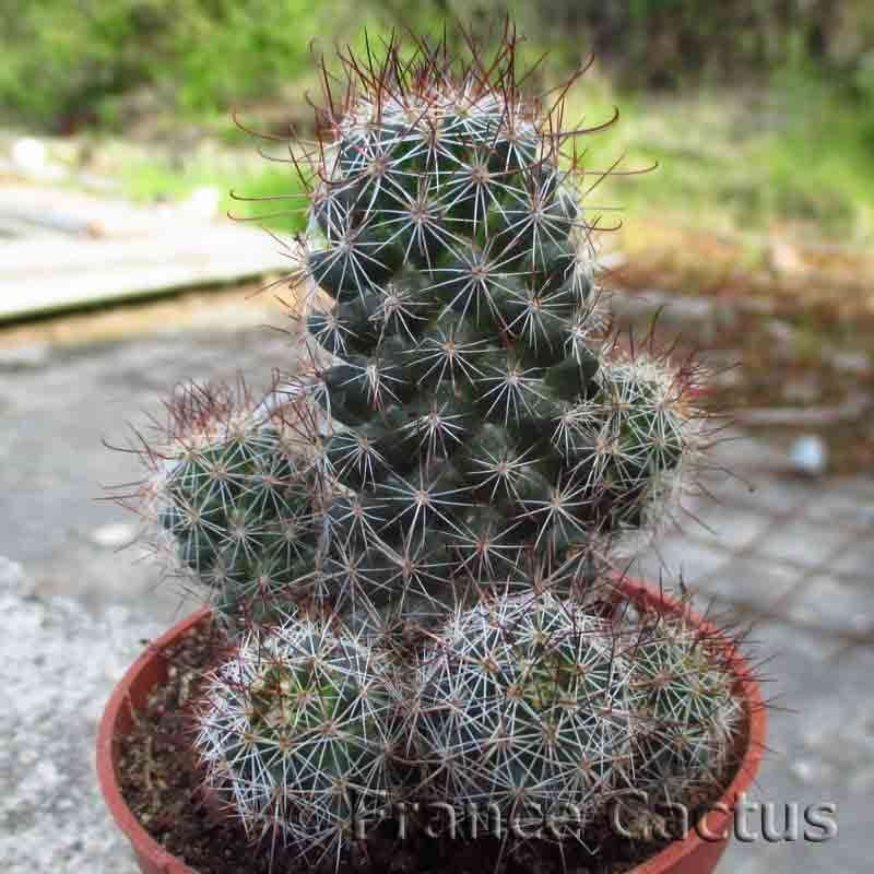 Mammillaria sheldonii