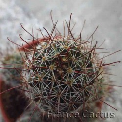 Mammillaria sheldonii 2