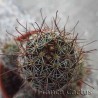 Mammillaria sheldonii 2