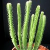Crassula Lycopodioides 