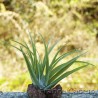 Tillandsia Abdicta 1