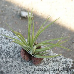 Tillandsia Abdicta 2
