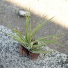 Tillandsia Abdicta 2