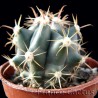 Ferocactus Peninsulae var. Towsendianus Pot de 5