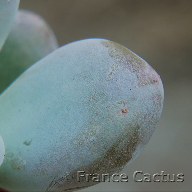 Plante Artificielle Pachyphytum Ludo Sur Piquet - Vert-gris, 20 Cm De Haut
