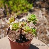 Aeonium xoccidentale 3