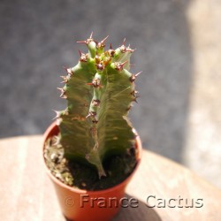 Euphorbia erythraeae 2