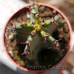 Euphorbia erythraeae f. variegata