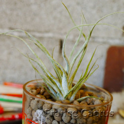 Tillandsia caput medusae 3