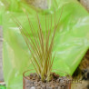 Tillandsia juncifolia