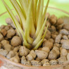 Tillandsia juncifolia 3