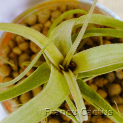 Tillandsia streptophylla 2