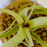 Tillandsia streptophylla 2