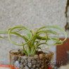 Tillandsia streptophylla 1