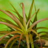 Tillandsia Rainforest 2