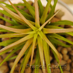 Tillandsia Rainforest 3