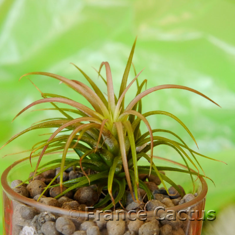Tillandsia Rainforest 1