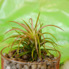 Tillandsia Rainforest 1