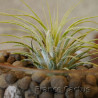 Tillandsia ionantha 'Druid' 1