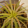 Tillandsia ionantha 'Ron' 3