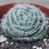 Crassula barbata 2