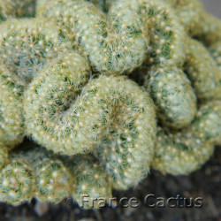 Mammillaria elongata cristata 3