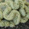 Mammillaria elongata cristata 3
