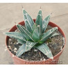 Agave victoriae-reginae 2