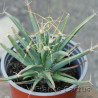 Leuchtenbergia principis 2