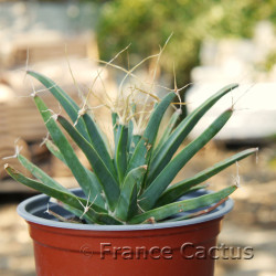 Leuchtenbergia principis 1